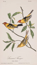 Louisiana Tanager